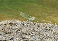 Calopteryx angustipennis