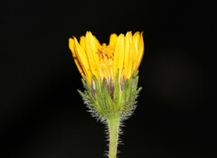 Simsia amplexicaulis