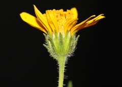 Simsia amplexicaulis