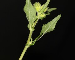 Simsia amplexicaulis