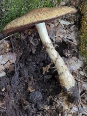 Lacrymaria echiniceps