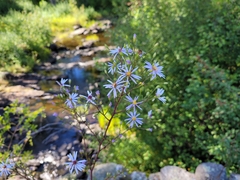 Symphyotrichum ciliolatum