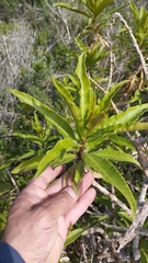 Lobelia excelsa