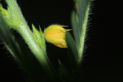 Chamaecrista nictitans