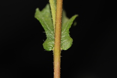 Simsia amplexicaulis