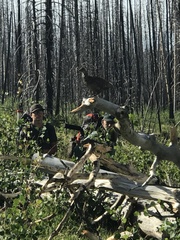 Dendragapus obscurus