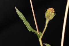Simsia amplexicaulis