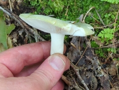 Heterophyllidia