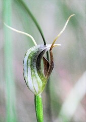 Pterostylis oblonga