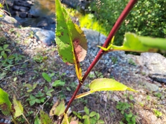 Symphyotrichum ciliolatum