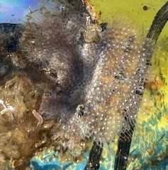 Cryptosula pallasiana