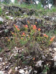 Castilleja nelsonii
