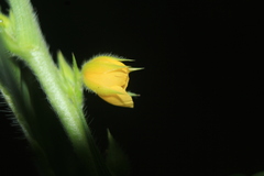 Chamaecrista nictitans