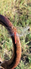 Sympetrum pallipes