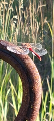 Sympetrum pallipes