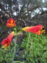 Phycella cyrtanthoides