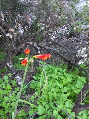 Phycella cyrtanthoides