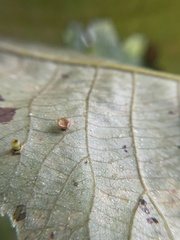 Caryomyia flaticrustum