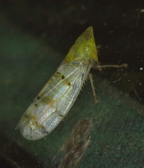 Japananus hyalinus