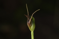 Pterostylis oblonga