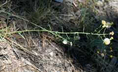 Erigeron inornatus
