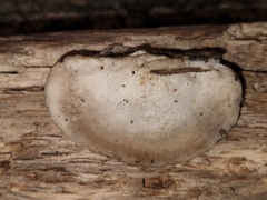 Tyromyces fumidiceps