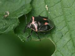 Cosmopepla lintneriana