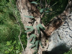 Passiflora mexicana