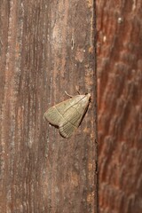 Hypsopygia nostralis