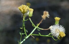 Erigeron inornatus