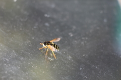 Chrysotoxum festivum