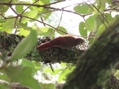 Lepidocolaptes affinis