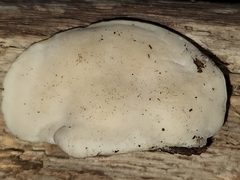 Tyromyces fumidiceps