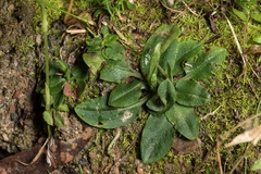 Pterostylis oblonga