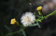 Erigeron inornatus