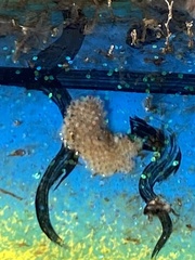 Cryptosula pallasiana