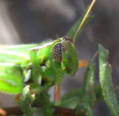Hesperotettix viridis