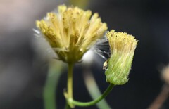 Erigeron inornatus