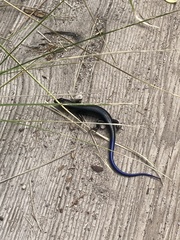 Plestiodon obsoletus