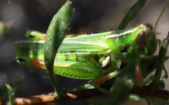 Hesperotettix viridis