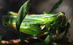 Hesperotettix viridis