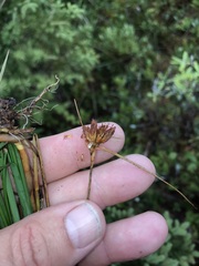Eriophorum virginicum