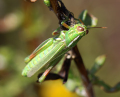 Hesperotettix viridis