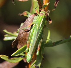 Hesperotettix viridis