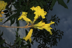 Handroanthus obscurus