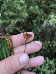 Eriophorum virginicum