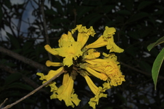 Handroanthus obscurus