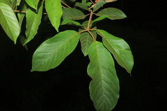 Handroanthus obscurus