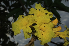 Handroanthus obscurus
