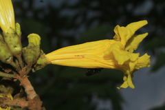 Handroanthus obscurus